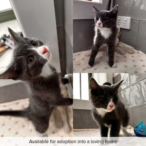 Photo of cat with ID of : C260124.