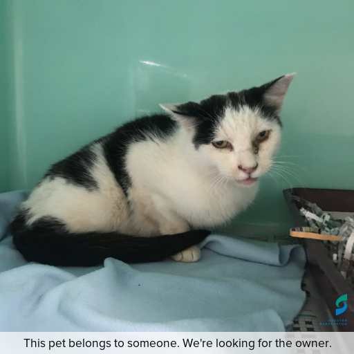 Photo of cat with ID of : C260127.
