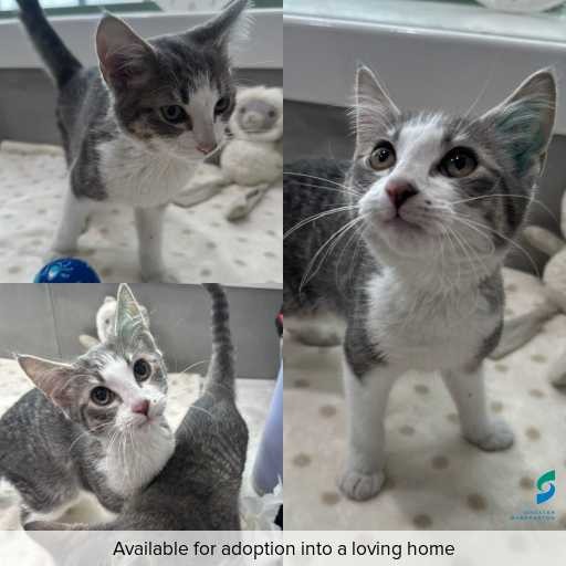 Photo of cat with ID of : C260136.