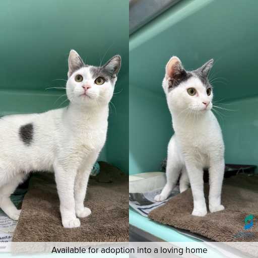 Photo of cat with ID of : C260153.