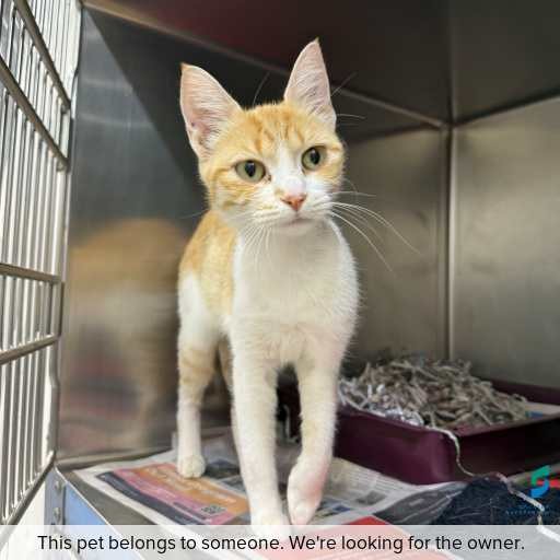 Photo of cat with ID of : C260169.