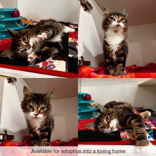 Photo of cat with ID of : C260192.