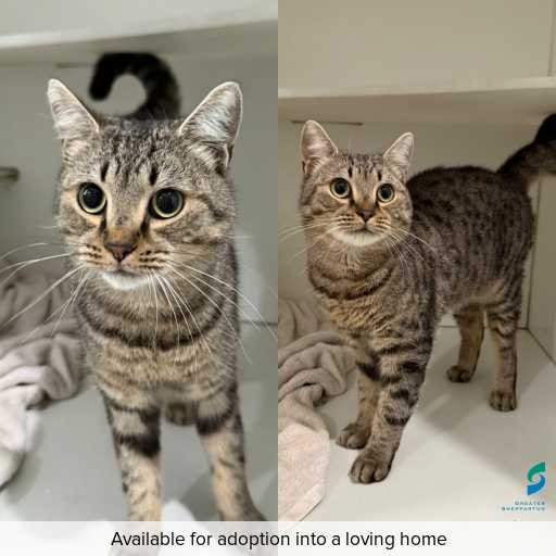 Photo of cat with ID of : C260205.