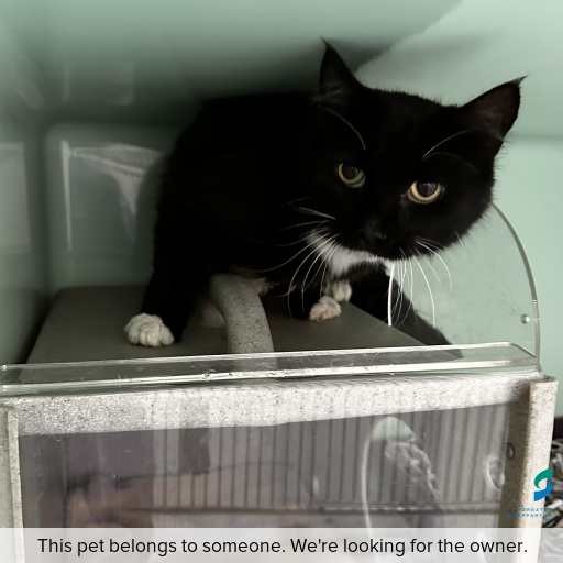 Photo of cat with ID of : C260217.