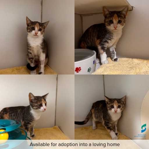 Photo of cat with ID of : C260223.