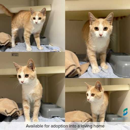 Photo of cat with ID of : C260225.