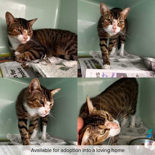 Photo of cat with ID of : C260251.