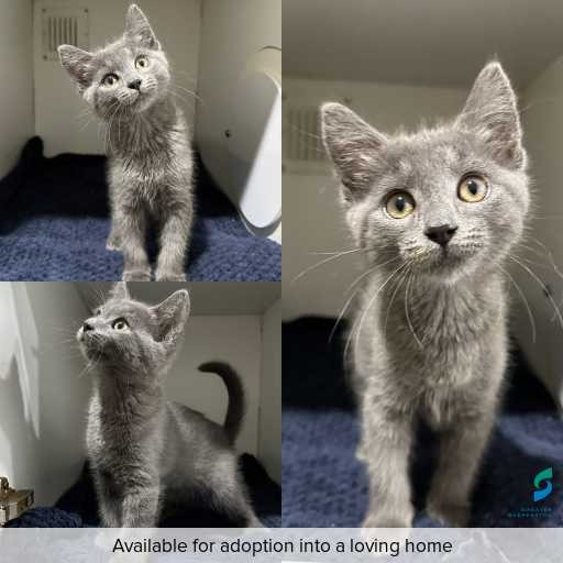 Photo of cat with ID of : C260255.