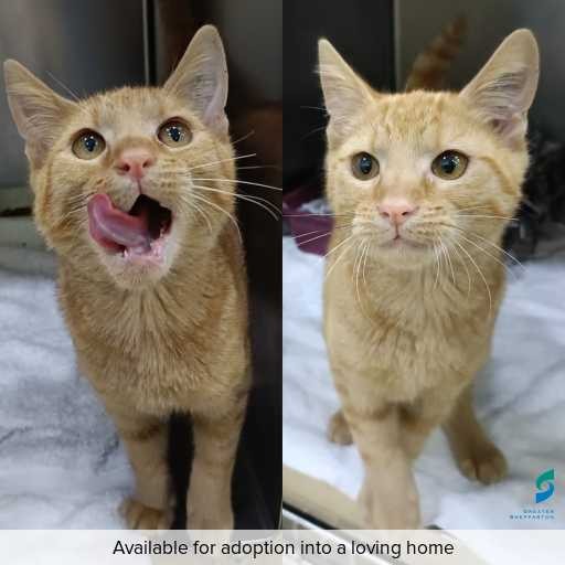 Photo of cat with ID of : C260267.