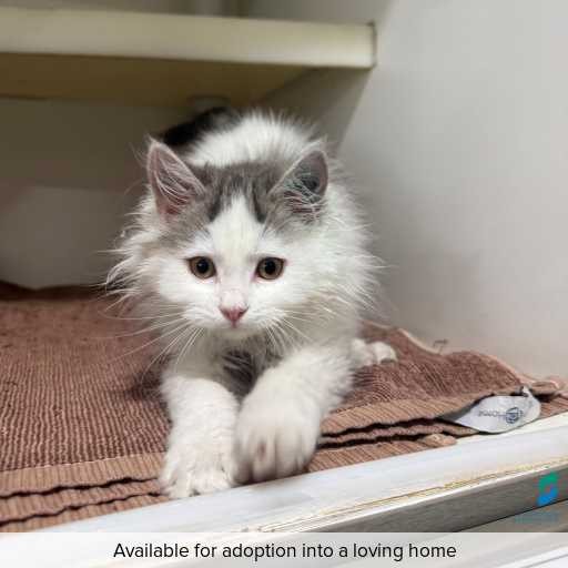 Photo of cat with ID of : C260286.