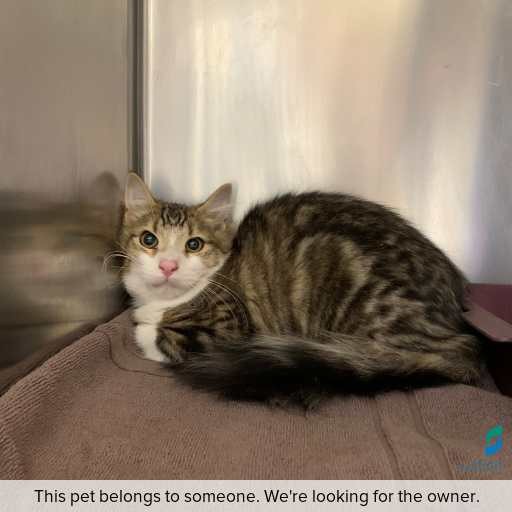 Photo of cat with ID of : C260291.