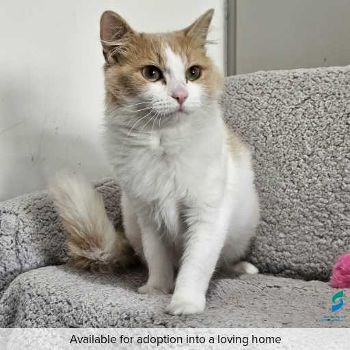 Photo of cat with ID of : C260297.