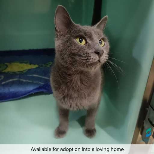 Photo of cat with ID of : C260308.