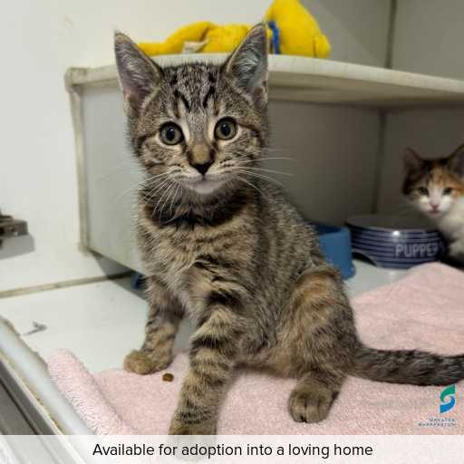 Photo of cat with ID of : C260313.