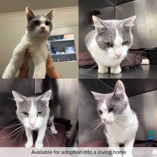 Photo of cat with ID of : C260324.