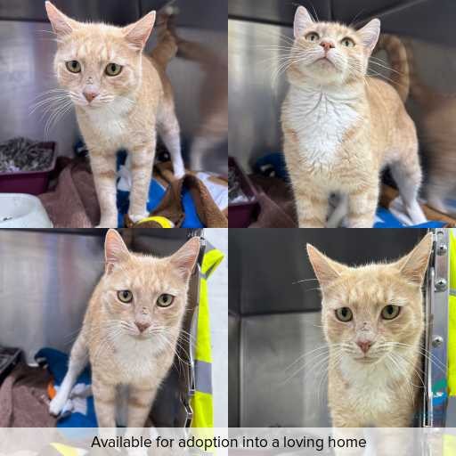 Photo of cat with ID of : C260335.