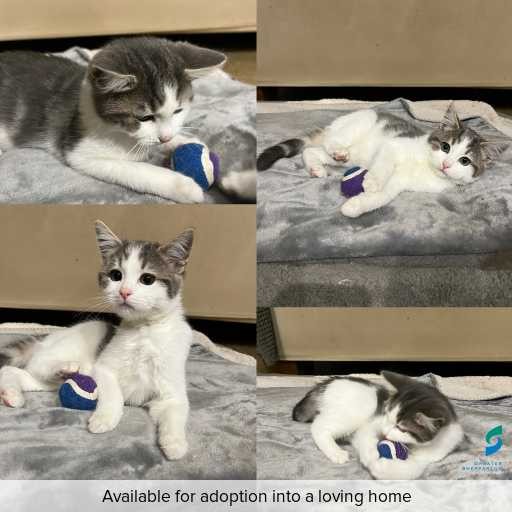 Photo of cat with ID of : C260338.
