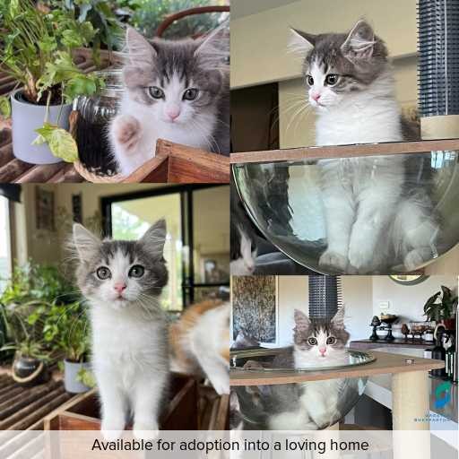 Photo of cat with ID of : C260339.