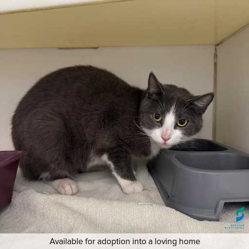 Photo of cat with ID of : C260346.