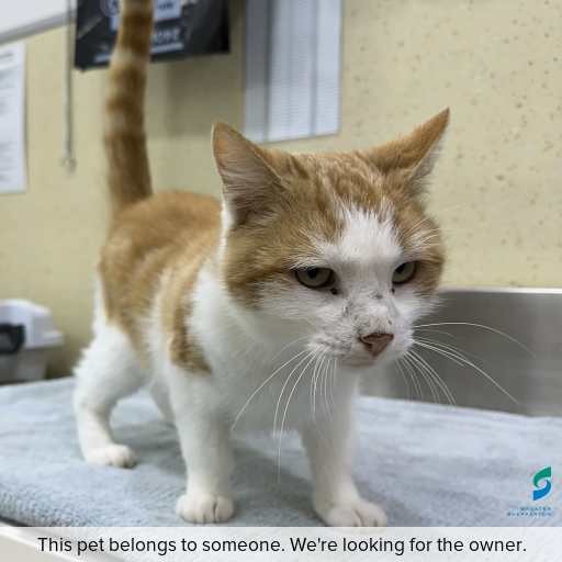 Photo of cat with ID of : C260359.