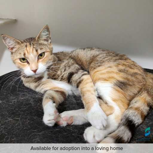 Photo of cat with ID of : C260367.