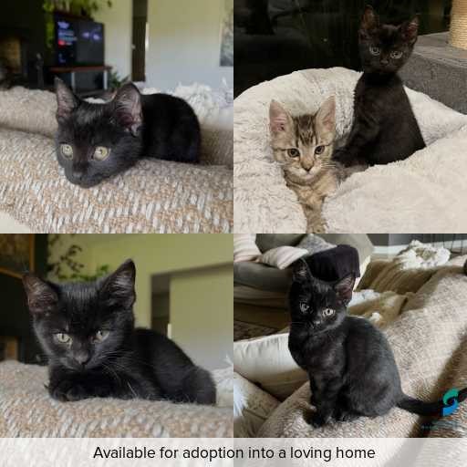 Photo of cat with ID of : C260375.