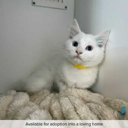 Photo of cat with ID of : C260379.