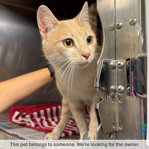 Photo of cat with ID of : C260388.