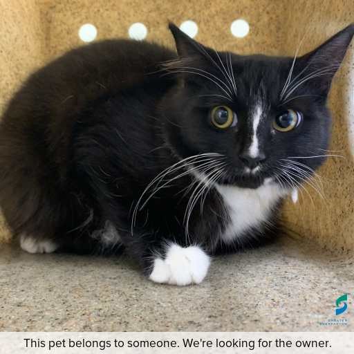 Photo of cat with ID of : C260394.