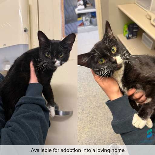 Photo of cat with ID of : C260399.