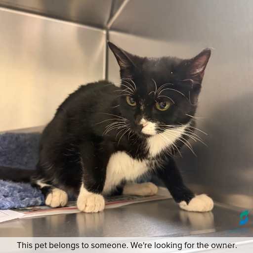 Photo of cat with ID of : C260399.