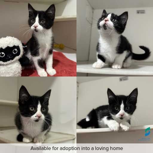 Photo of cat with ID of : C260409.