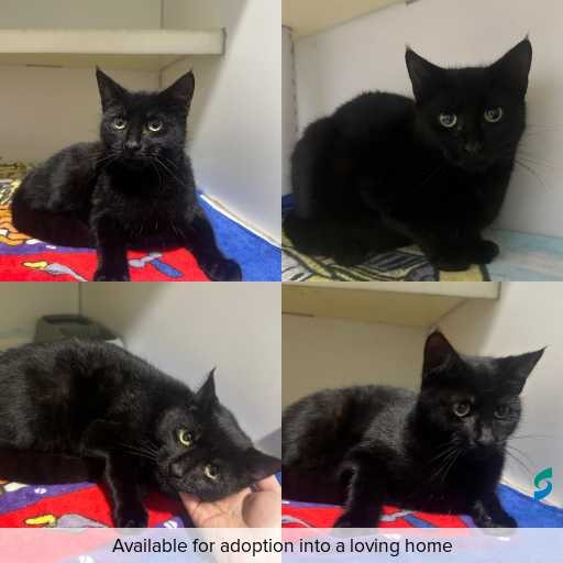 Photo of cat with ID of : C260416.