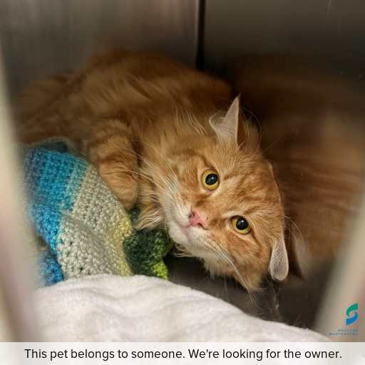 Photo of cat with ID of : C260417.
