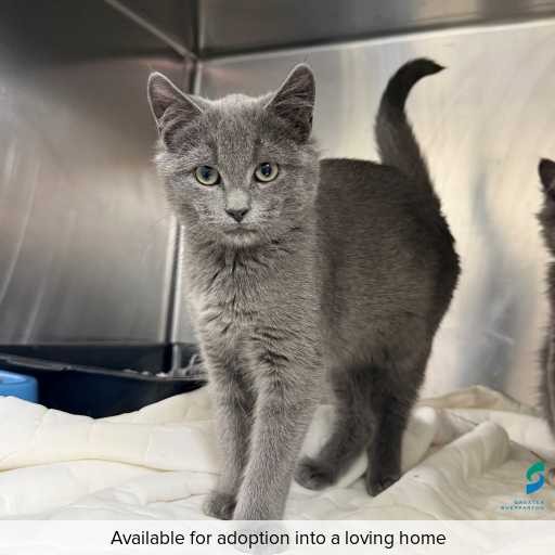 Photo of cat with ID of : C260419.