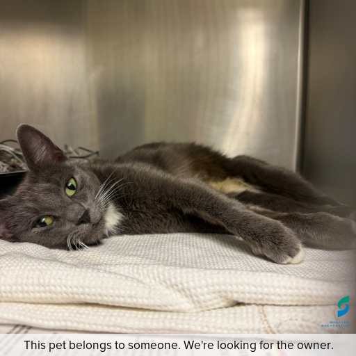 Photo of cat with ID of : C260420.