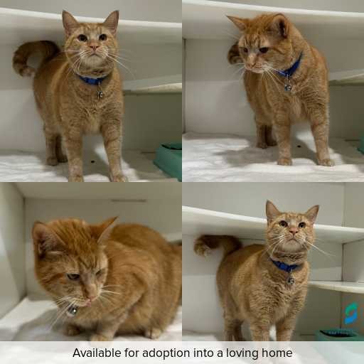 Photo of cat with ID of : C260425.