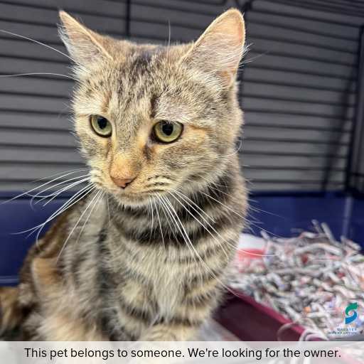 Photo of cat with ID of : C260426.