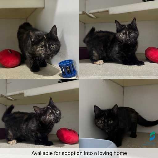 Photo of cat with ID of : C260427.