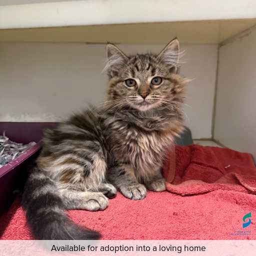 Photo of cat with ID of : C260429.