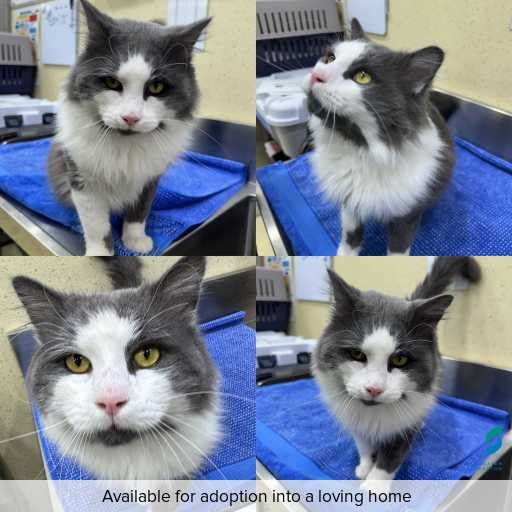 Photo of cat with ID of : C260430.