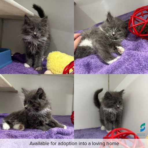 Photo of cat with ID of : C260434.