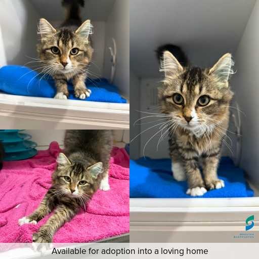 Photo of cat with ID of : C260438.