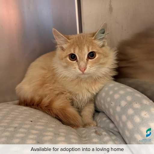 Photo of cat with ID of : C260449.