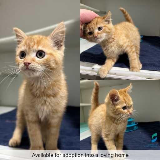 Photo of cat with ID of : C260462.