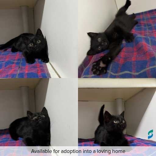 Photo of cat with ID of : C260470.