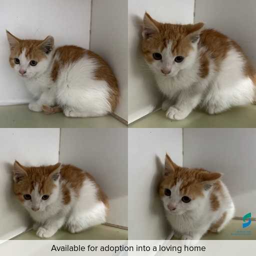 Photo of cat with ID of : C260473.