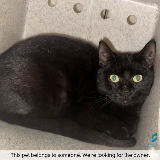 Photo of cat with ID of : C260477.