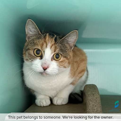 Photo of cat with ID of : C260481.
