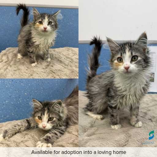 Photo of cat with ID of : C260488.